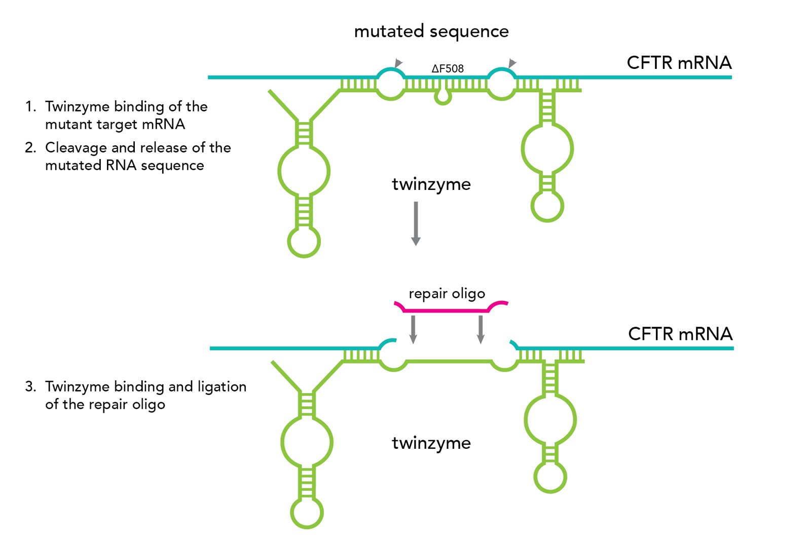 Functional Nucleic Acids As Antibody Alternatives For Small Molecule ...