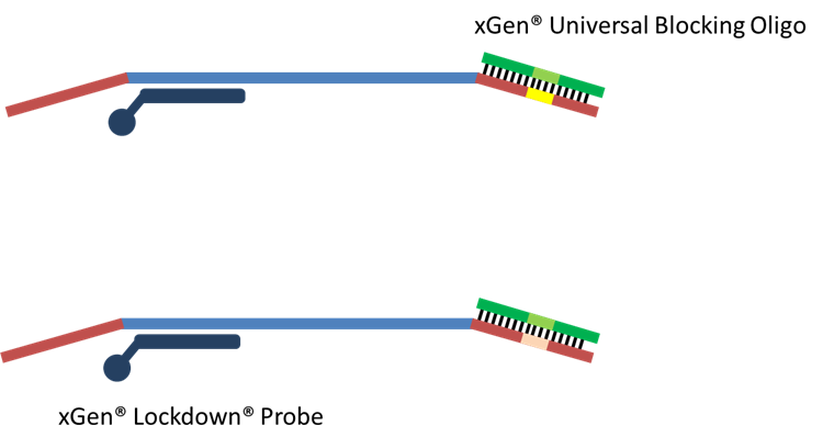q417-ngs-oligos-fig4 q417-ngs-oligos-fig4