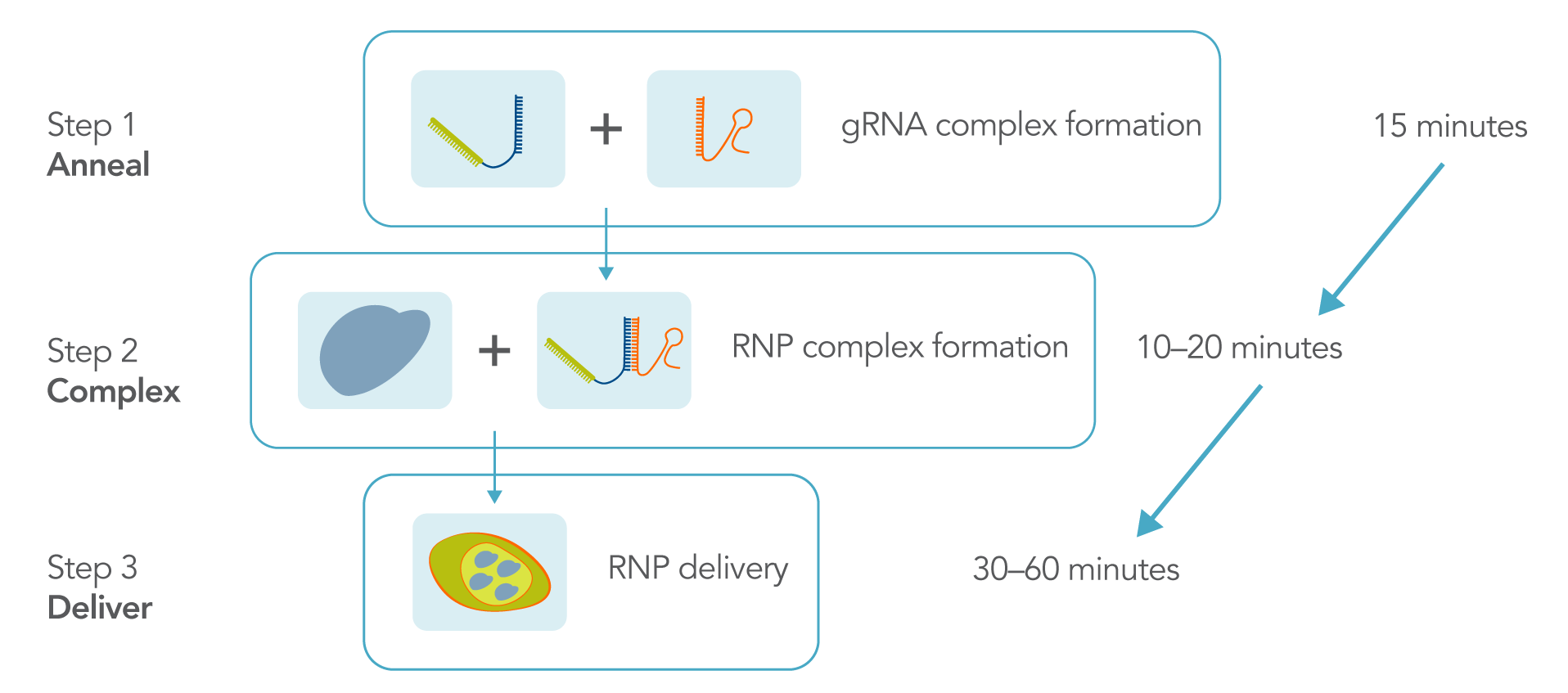 crispr-cas9 genome editing