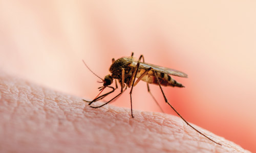 Malaria vaccine and tsetse fly gene studies hero image
