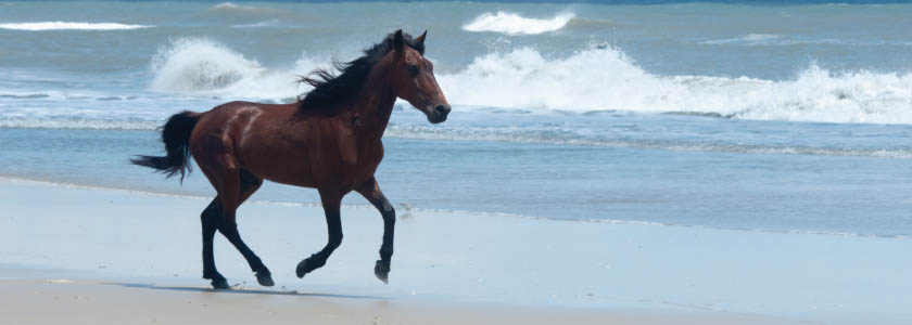 Testing Arabian horses and the wild horses of North Carolina hero image
