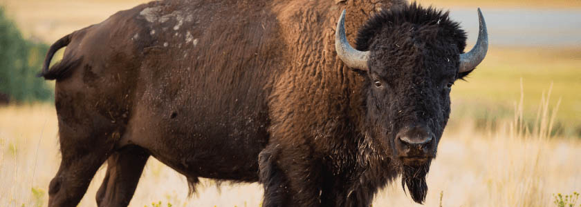 Genetically Pure American Bison: How Many Are Left? | IDT