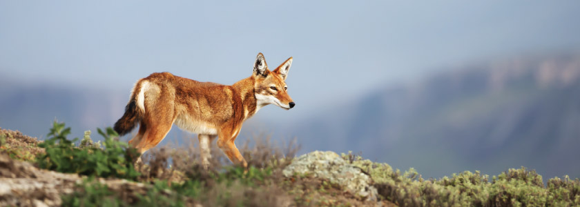 Ethiopian wolf best sale dog hybrid