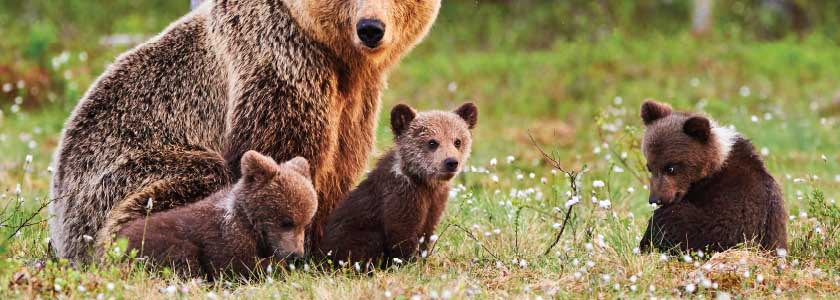 DNA offers insight into grizzly bear recovery—and possible genetic isolation hero image