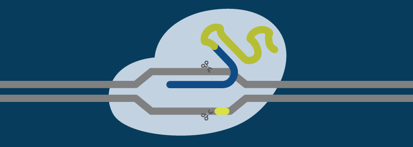 How to design guide RNAs for CRISPR hero image