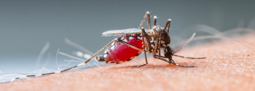 Origins of malaria: Was it Asia or Africa? hero image