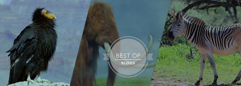 5 ways CRISPR and NGS open possibilities for endangered and extinct species hero image