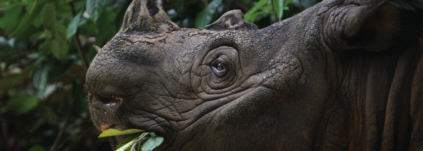 Help is on the way for the endangered Sumatran rhino, courtesy of NGS sequencing hero image