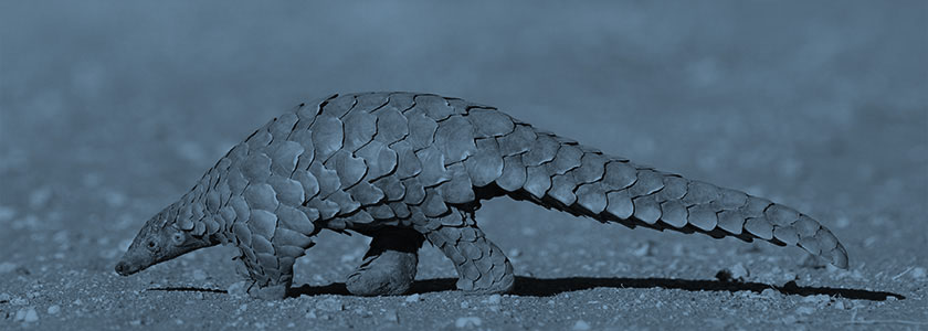 Pangolins: 10 Facts about the lovable culprit in the COVID-19 pandemic hero image