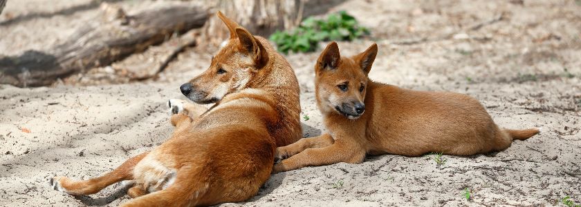 Which came first—the dog or the dingo genome? DNA analysis may provide an answer hero image