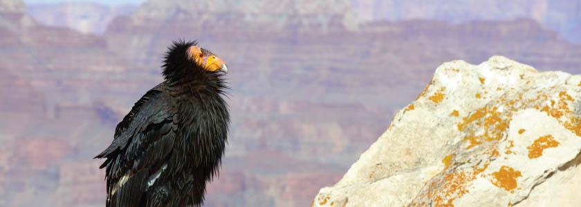 The California condor regains its habitat—but genetic depression remains hero image