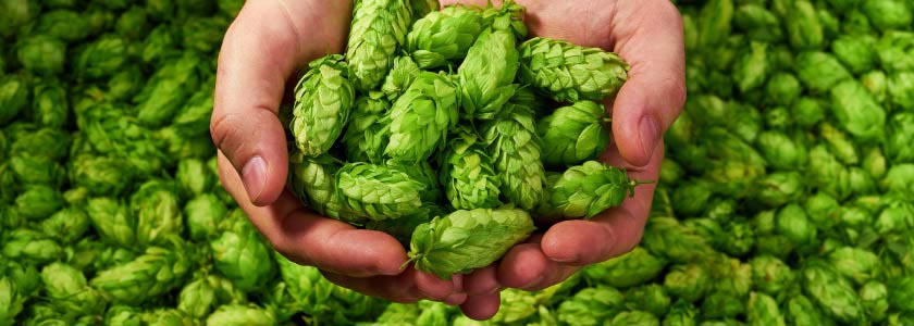 Hoppy beer without the hops? Yes, if you brew with CRISPR hero image