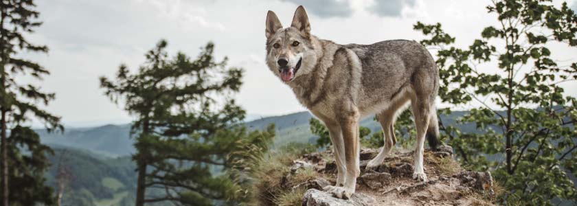 Rare Mexican wolf packs augmented with captive-raised pups to boost genetic variability hero image