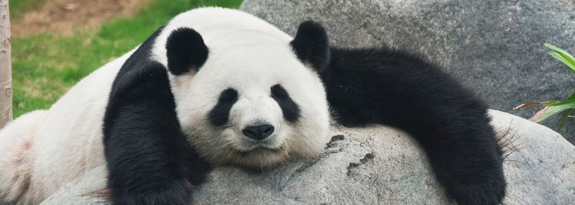 Are panda bears related to other cute bears? hero image
