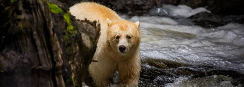 Genetic studies suggest Canada’s Kermode Spirit bear gene rarer than previously thought hero image