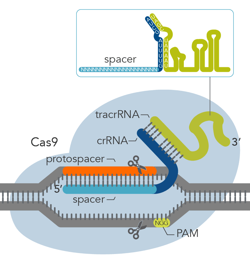 Components of the Alt-R CRISPR-Cas9 System