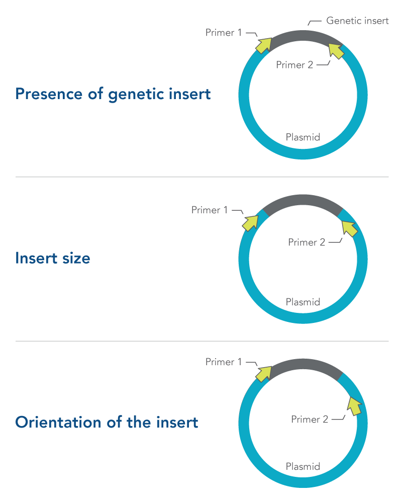 Primer design for colony PCR