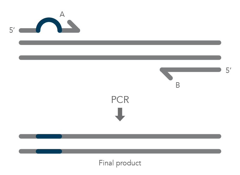 21_QP_FIGURES_GUIDE_Ultramer Oligonucleotides_Mutagenesis Application Guide_Figure 1 21_QP_FIGURES_GUIDE_Ultramer Oligonucleotides_Mutagenesis Application Guide_Figure 1