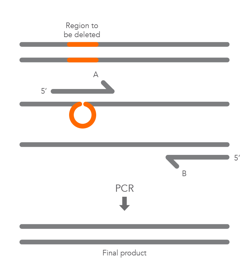 21_QP_FIGURES_GUIDE_Ultramer Oligonucleotides_Mutagenesis Application Guide_Figure 3 21_QP_FIGURES_GUIDE_Ultramer Oligonucleotides_Mutagenesis Application Guide_Figure 3