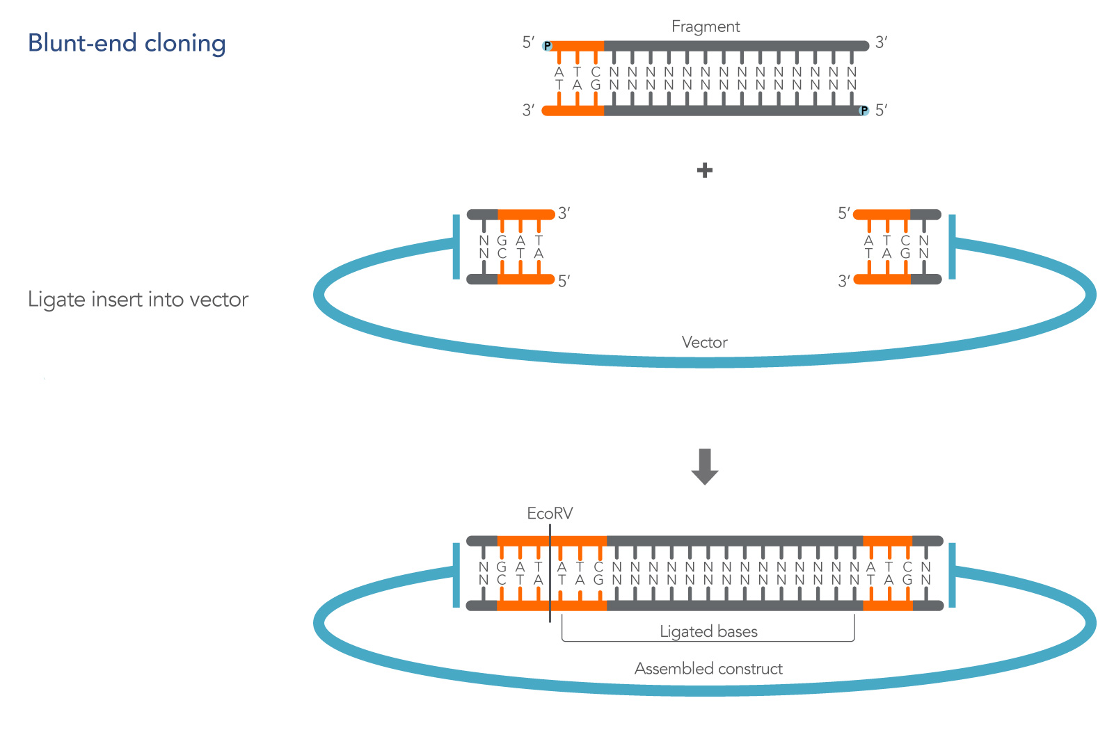 Tips for blunt end DNA cloning and ligation IDT