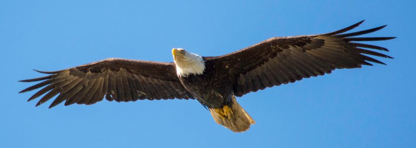 An American symbol: The bald eagle and its complex DNA hero image