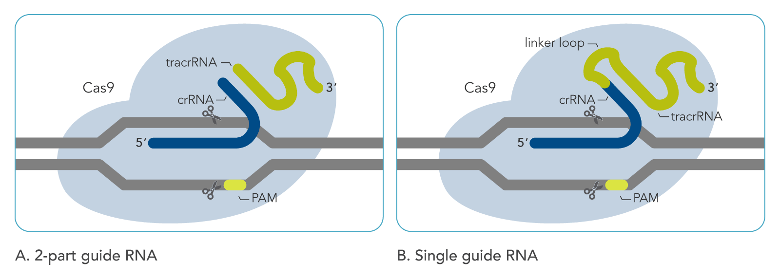 comparison of a 2 part crispr guide rna and a single crispr guide rna