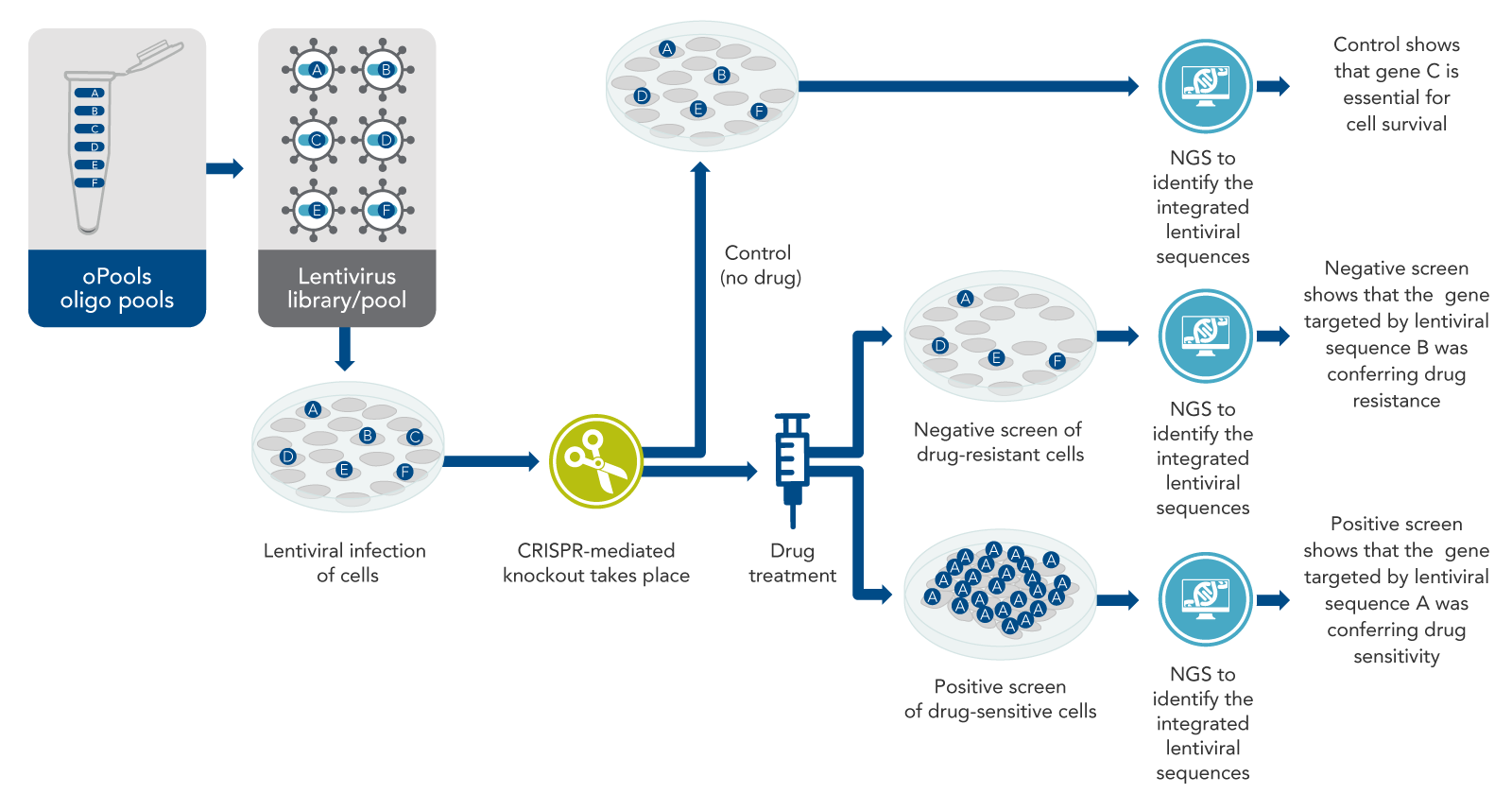 Introduction To CRISPR Screening | IDT