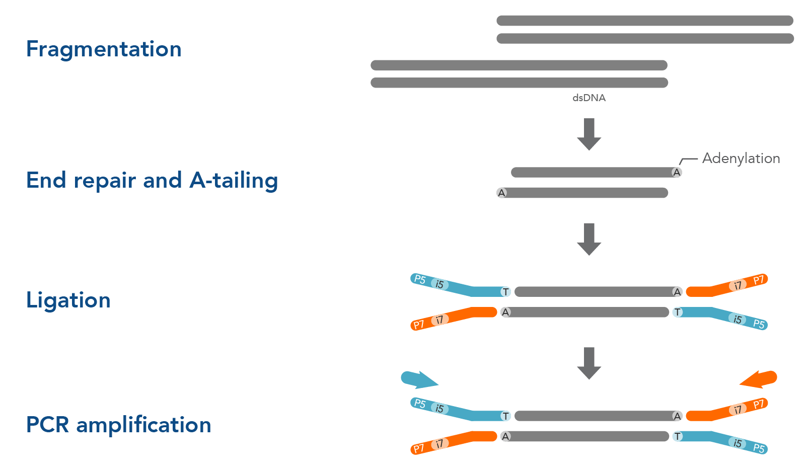 Ligation Based Library Preparation IDT Ligation Based Library Preparation IDT