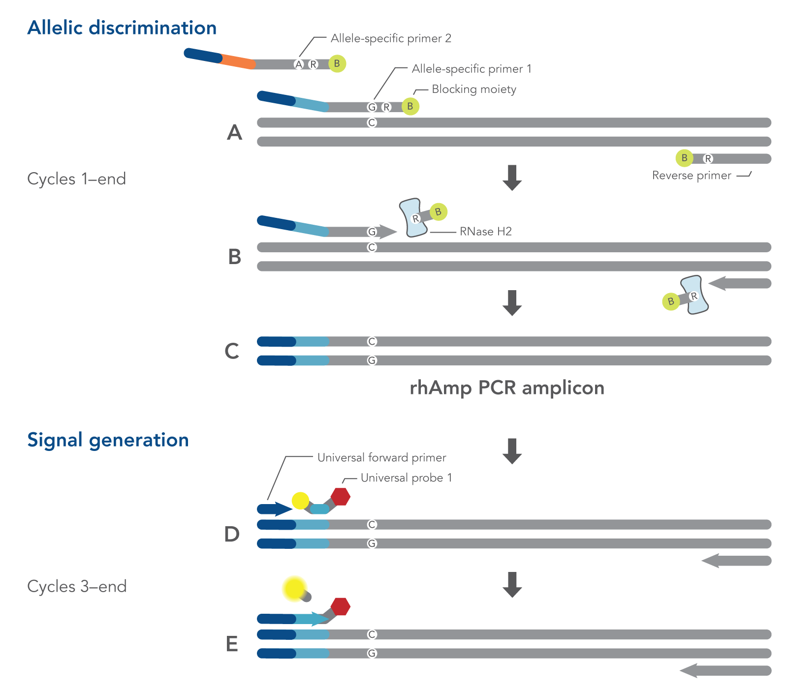 Snp Detection By Pcr