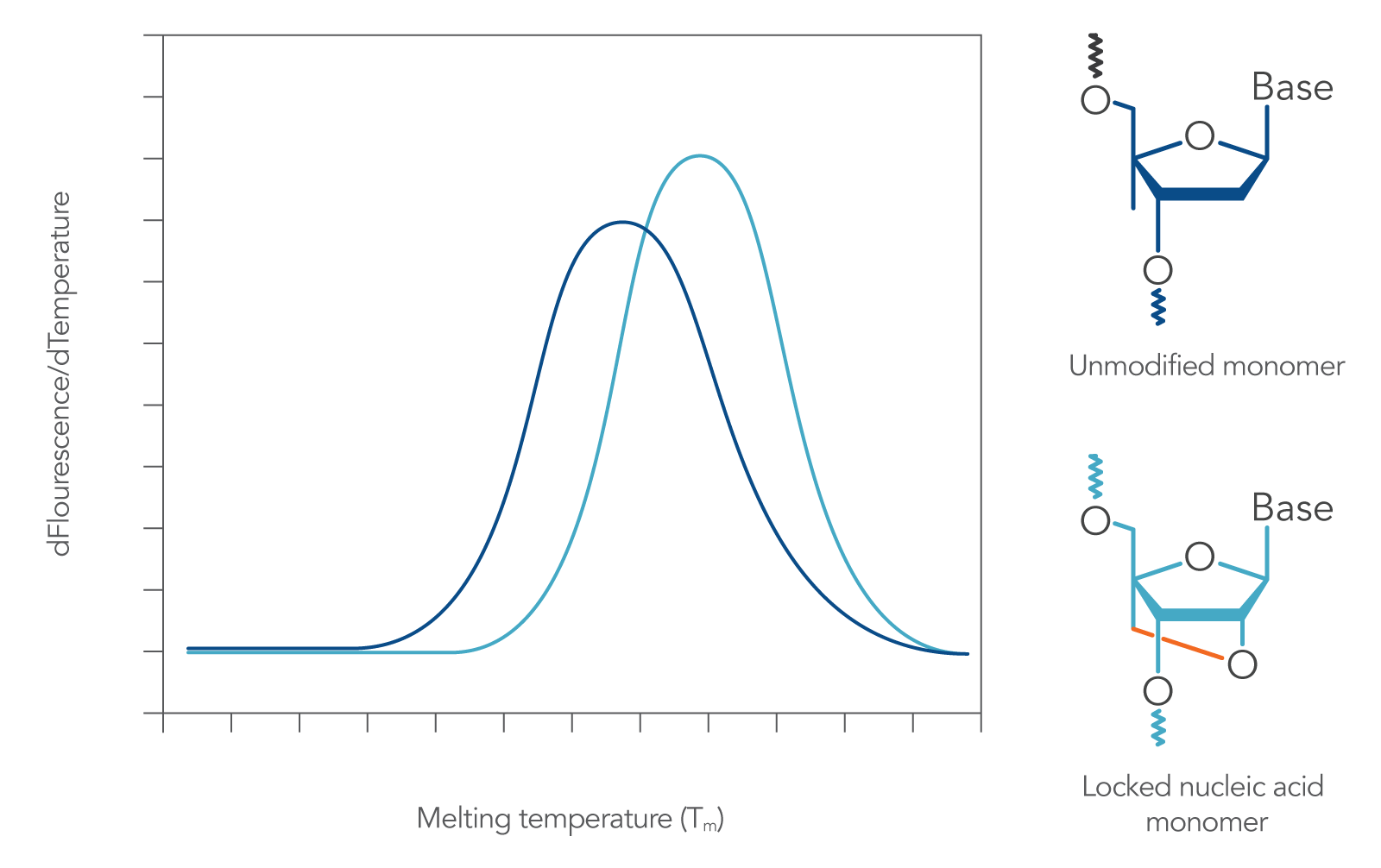 Locked nucleic acid bases increase sequence melting temperature