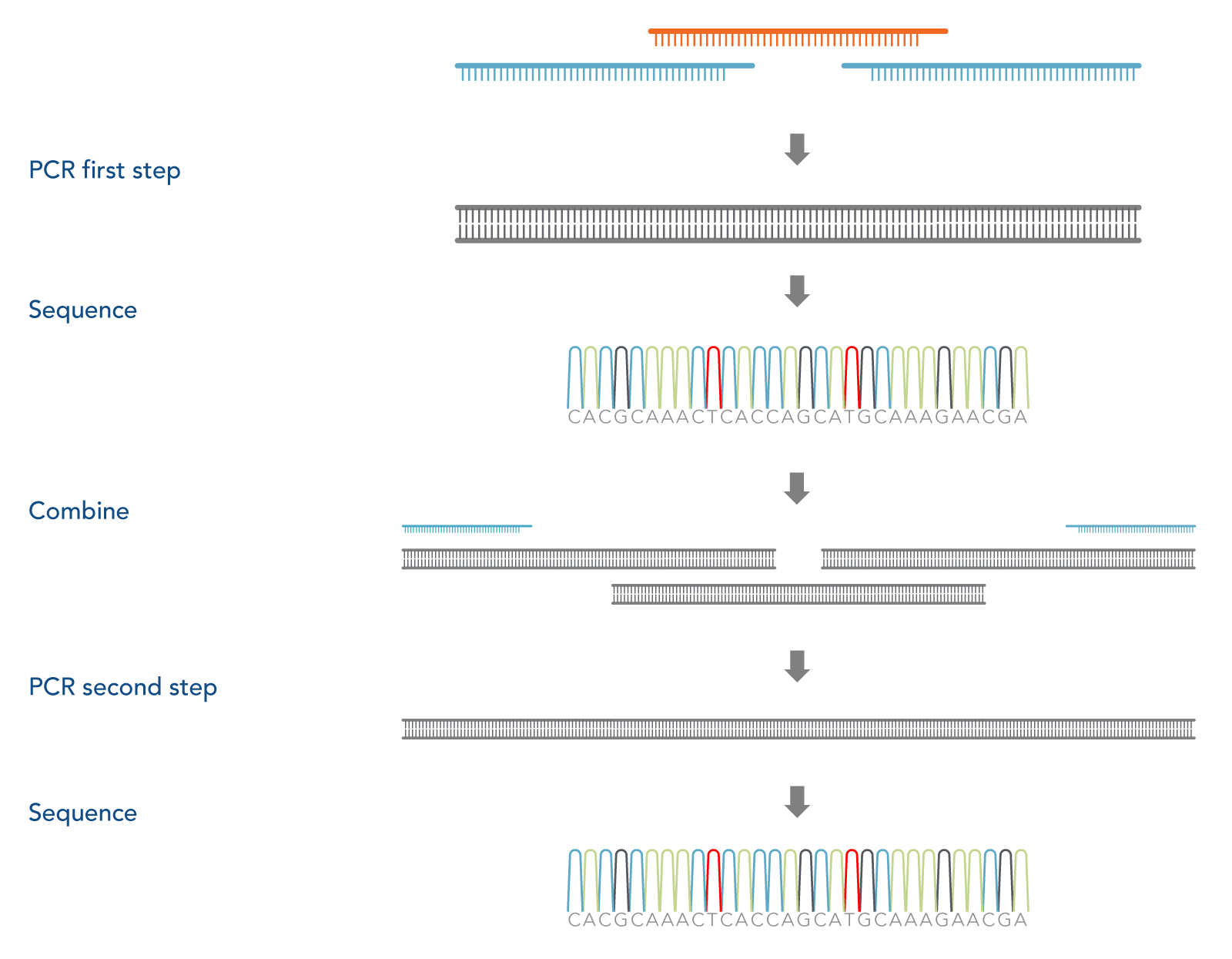 Two-step assembly PCR for cloning