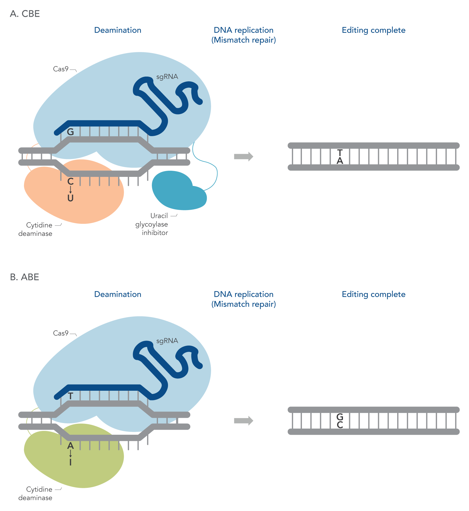 Schematic showing a simplified view of how base editing works with modified Cas9 proteins
