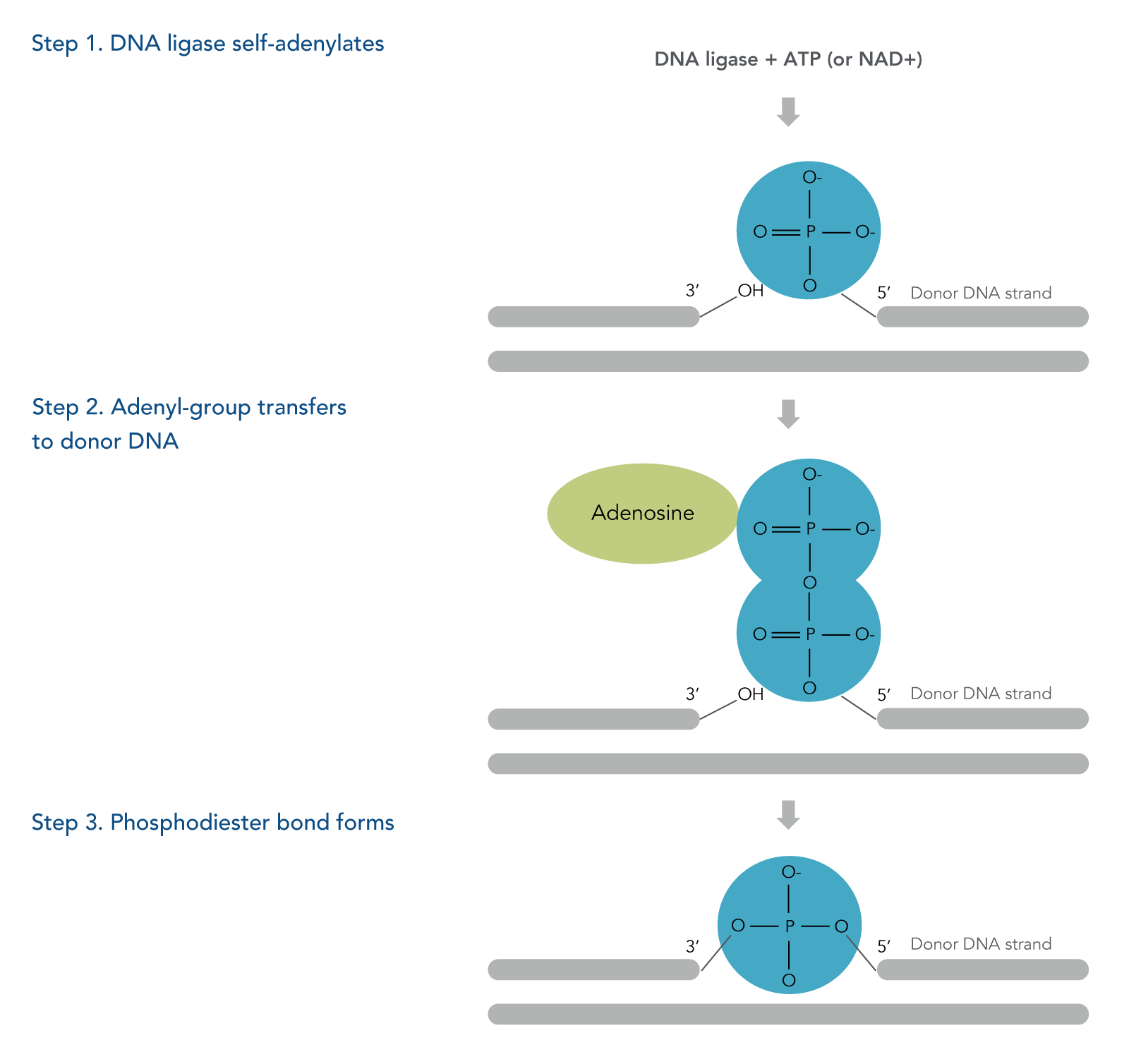 What is DNA ligase? | IDT