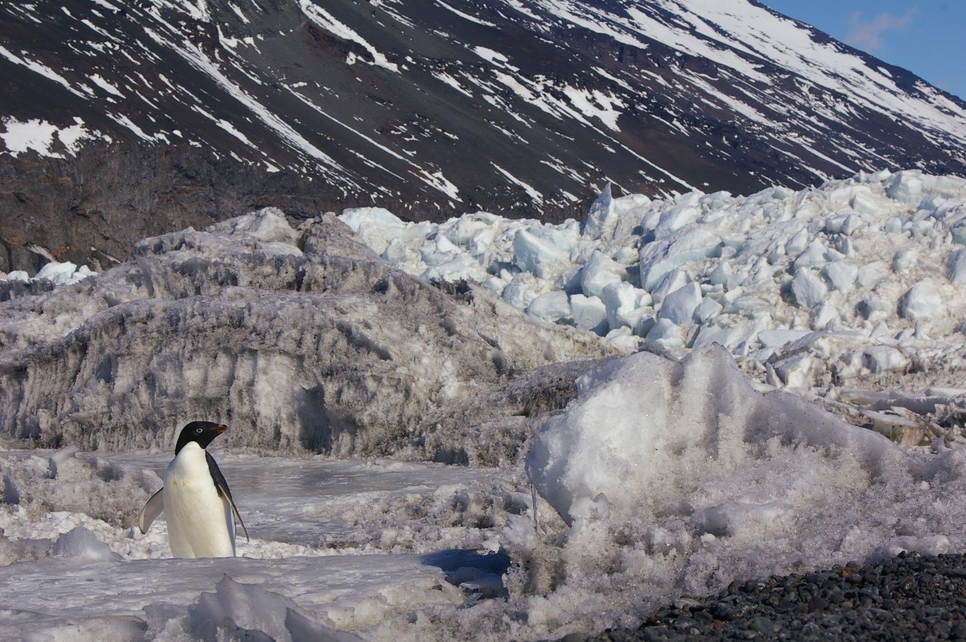 D-PCR16RP-genotypingpenguins-F1 AdeliePenguins-FromJB