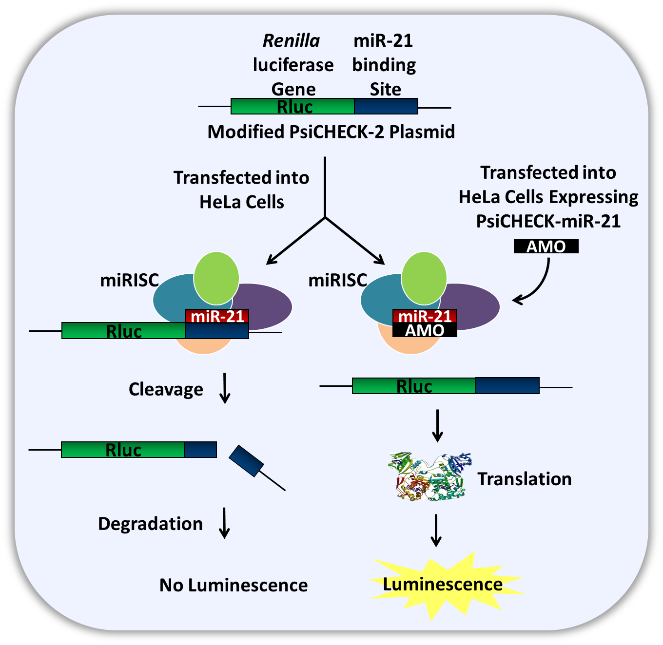 D-FG12PS-inhibitingmiRNAs-F1 AMOs-Fig 1