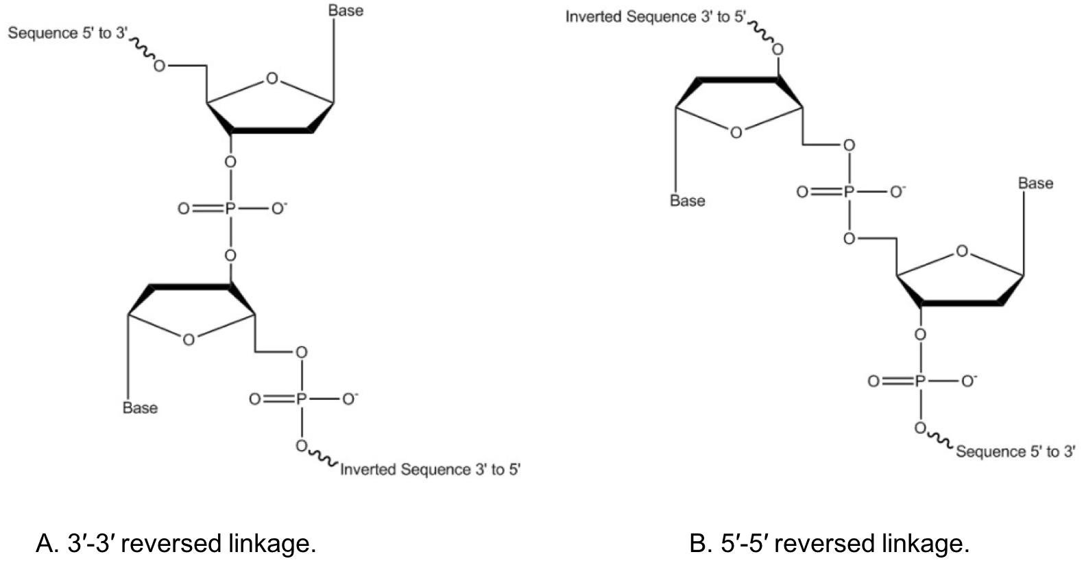 D-OLI15PS-invert-F1 art108-MH-Inverted bases