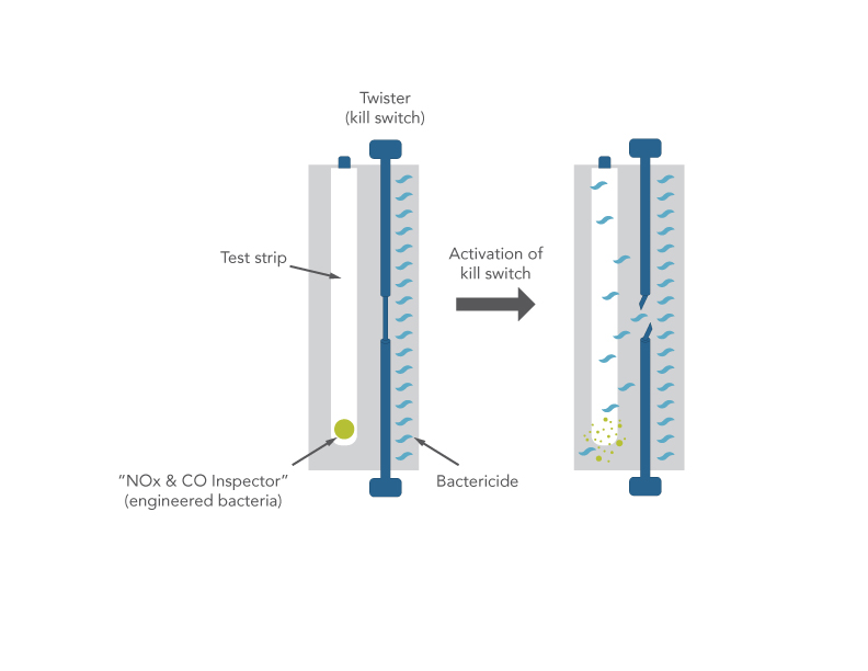 D-SB17RP-peshawar-F4 art163-RP-SynBio-Peshwar-iGEM-Fig4