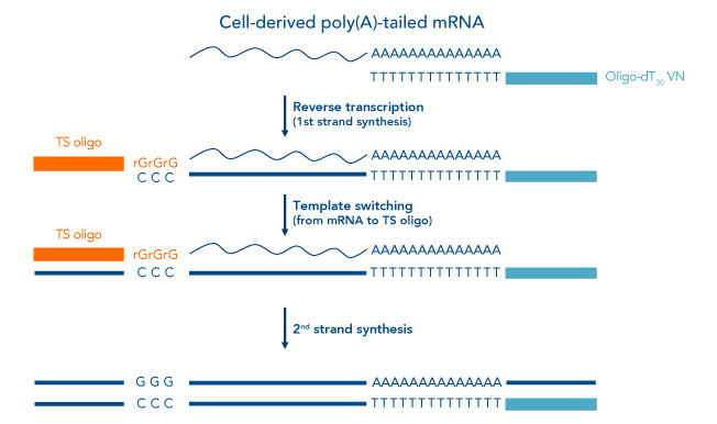 cell derived poly(A)-tailed mRNA