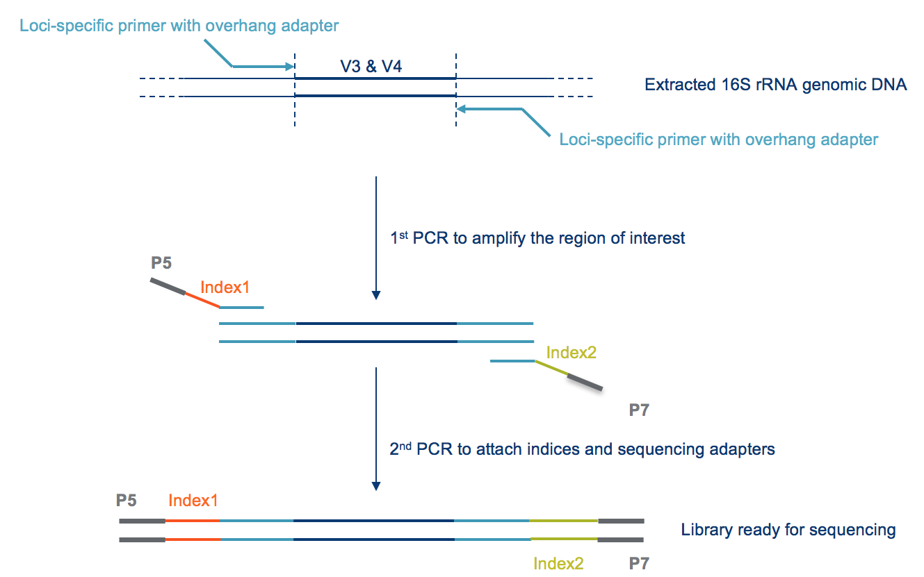 Strategies For Microbiome Sequencing Analysis