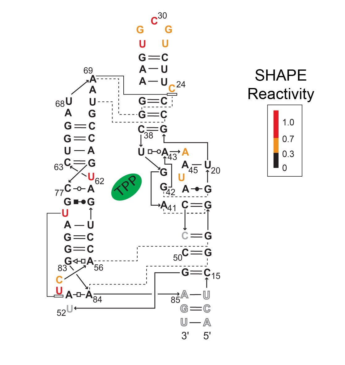 D-OLI12RP-shape-F3 art25-YR-SHAPE Fig3