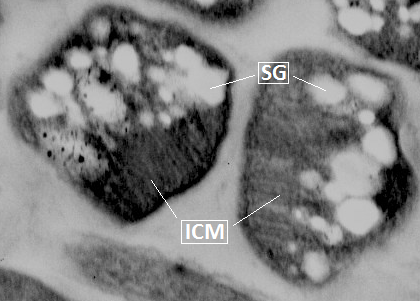 D-OLI15RP-tavormina-F3 art81-YR-Tavormina-Fig3