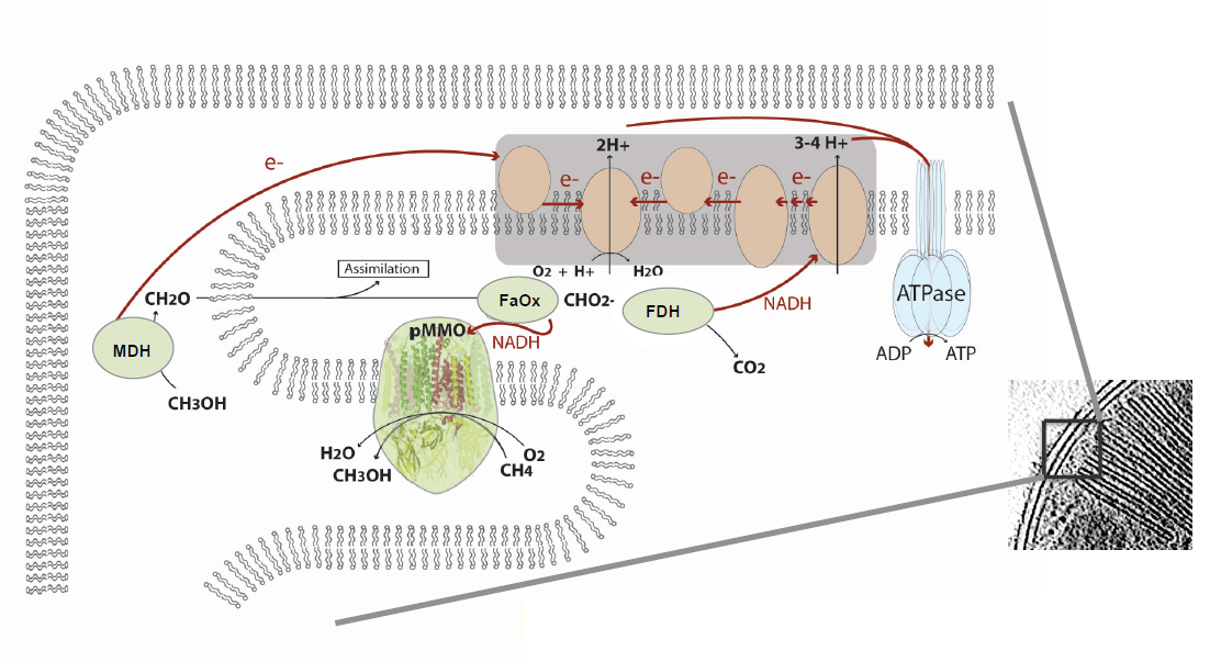 D-OLI15RP-tavormina-F4 art81-YR-Tavormina-Fig4