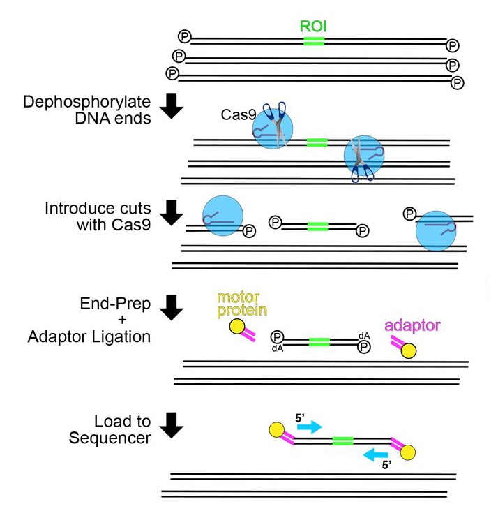 Schematic of nanopore Cas9-targeted sequencing library preparation