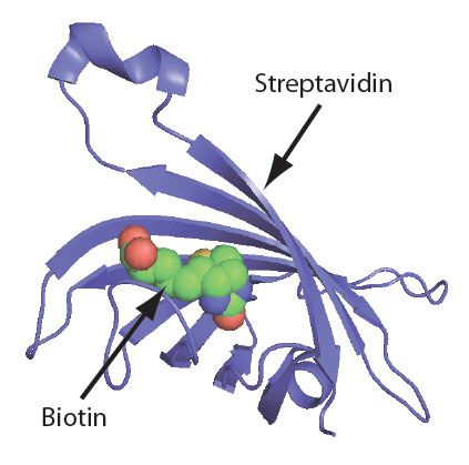 Biotin Fig 1