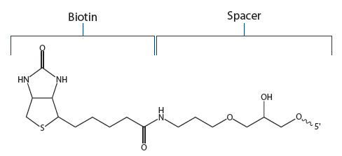 Biotin Fig 2
