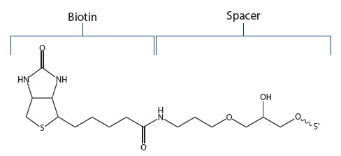 D-OLI12PS-whichbiotin-F2 Biotin Fig 2
