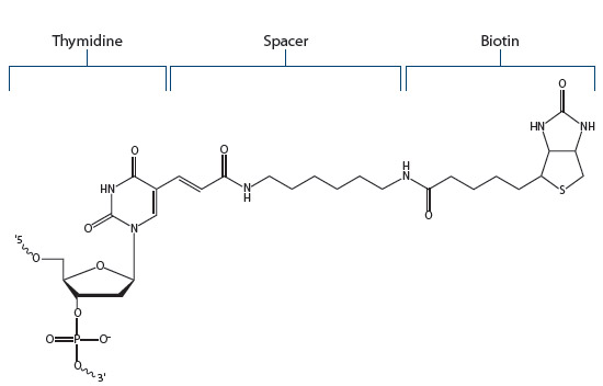 D-OLI12PS-whichbiotin-F3 Biotin Fig 3