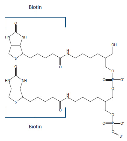 biotin structure