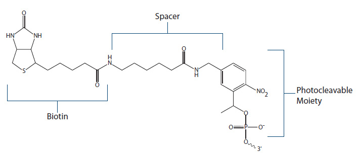 D-OLI12PS-whichbiotin-F5 Biotin Fig 5