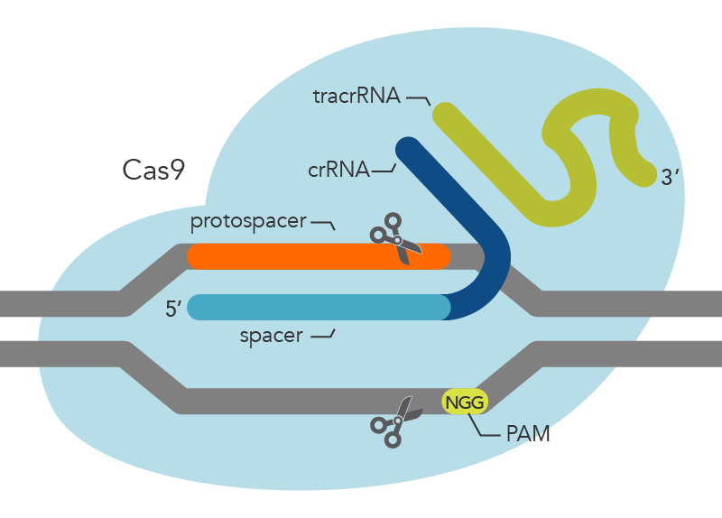 Components of a CRISPR-Cas9 system for directing Cas9 endonuclease to genomic targets.